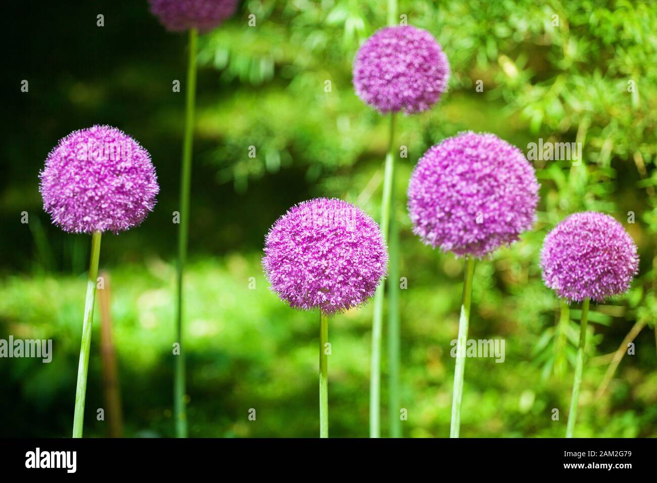 Allium cristophii o giganeum, planta ornamental de jardín, grandes flores  violeta redondas florecen sobre fondo verde borroso de cerca, bolas de  diente de león Fotografía de stock - Alamy