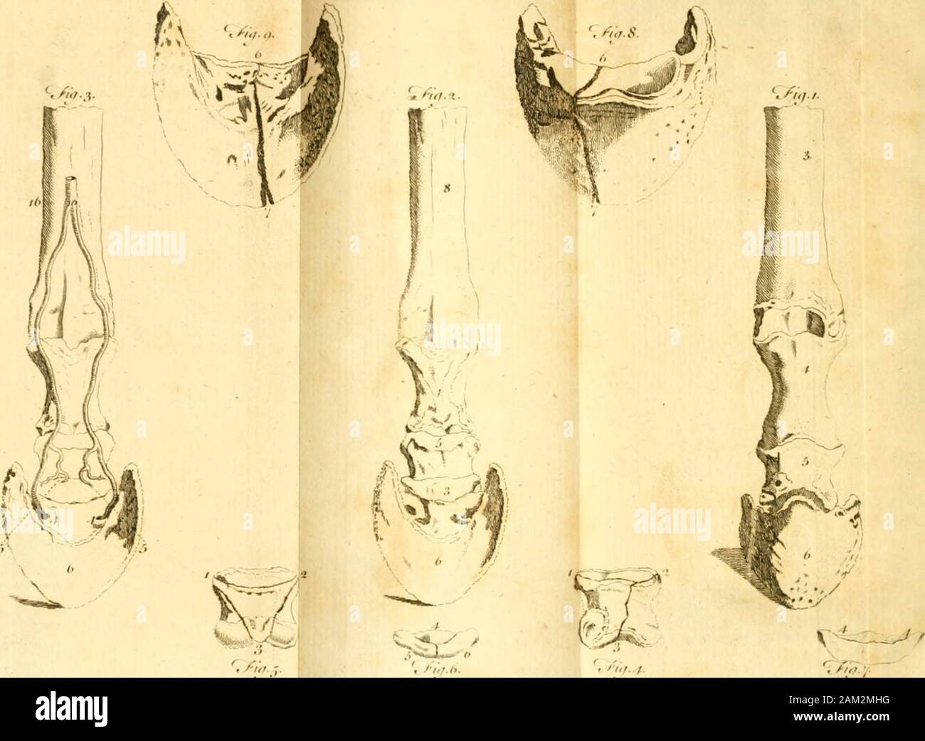 El Gentleman's farriery : o bien, un tratado práctico de las enfermedades de los caballos: donde los mejores escritores sobre el tema han sido consultados, y MLa Foso del método de trepanning glandered caballos es especialmente considerado y ha mejorado : También un nuevo método de cortes en los caballos es recomendado; con una placa de cobre y la descripción de la máquina ... . S, I. Los 363 Explicación de la I. El t^endo-Achilles^ difleded a fhewthe hueso coronario. 6. 3. La tuerca hueso *. 4. La parte cóncava del pie-boneto que el tendón es fijo. 7. El ligamento del pie-bone conla tuerca-hueso. 8. El ligamento de la Foto de stock