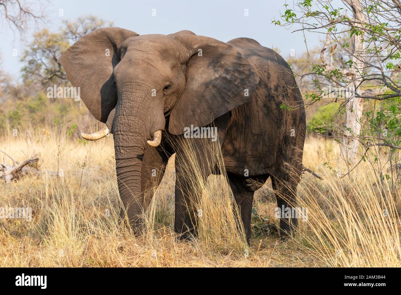 Toro Maduro el elefante (Loxodonta Africana), llegando a través de matorrales en concesión Khwai, Delta del Okavango, Botswana, África austral Foto de stock
