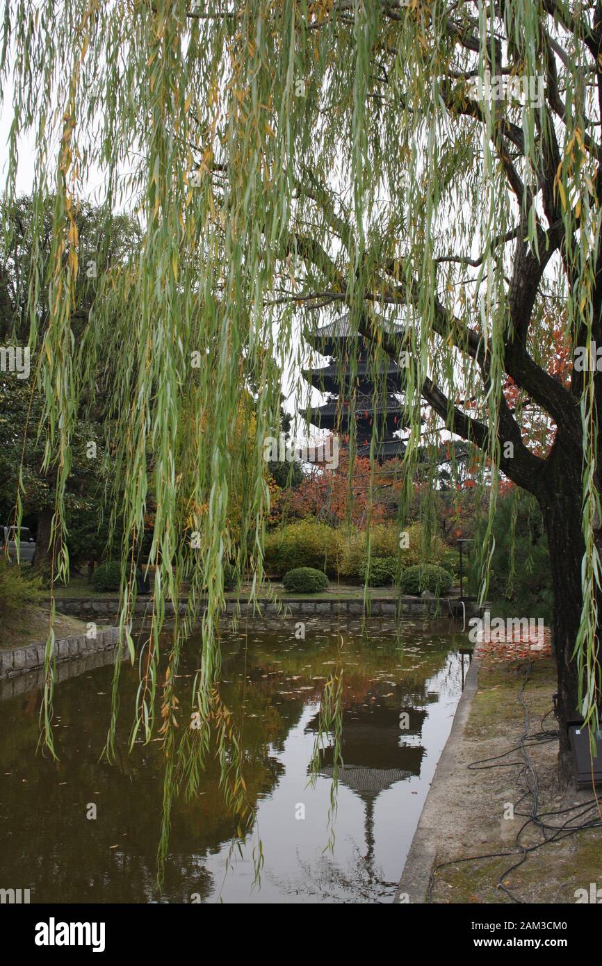 Árbol de sauce con el Templo Toji en la distancia. Kioto, Japón. Noviembre 2019 Foto de stock
