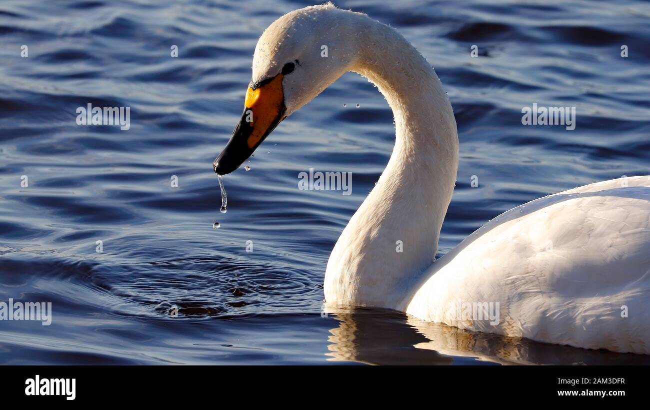 Wild Swan en el Martin Mere Wildfowl and Wetlands Trust. Lancashire. Foto de stock