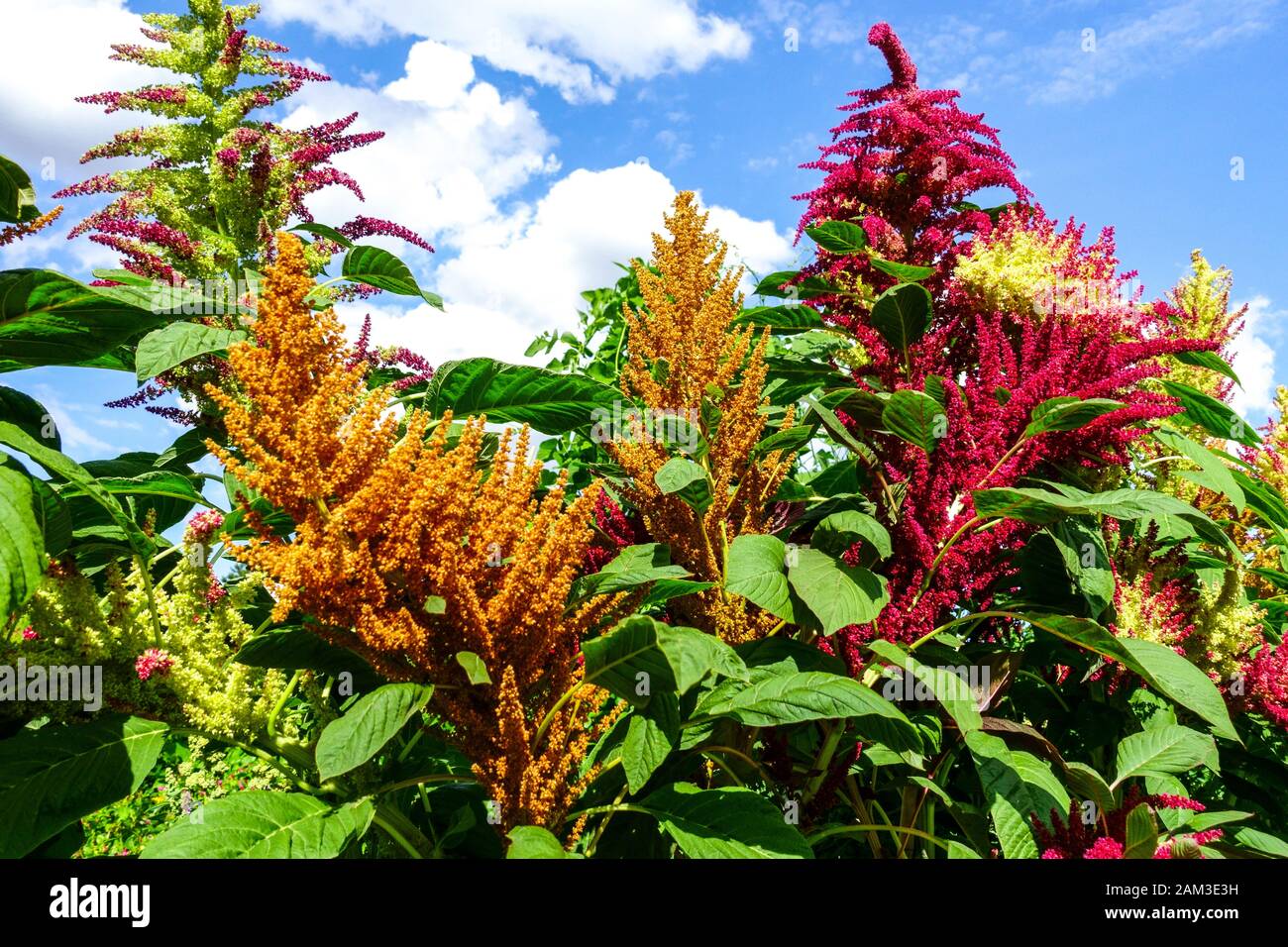 Planta domesticada de seudo-cereal Flores de amaranto, la planta de amaranto proviene originalmente de América Central Foto de stock