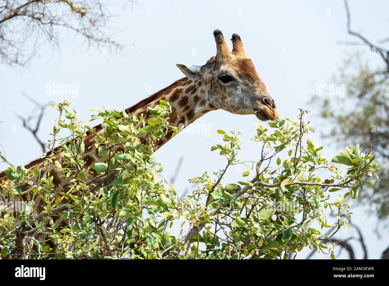 En la cabeza de un macho adulto de sur de jirafa (Giraffa camelopardalis) alimentando desde Khwai treetop en concesión, el delta del Okavango, Botswana, África austral Foto de stock