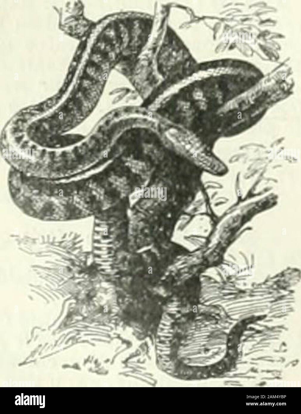 Nouveau Larousse encyclopédique illustré : Dictionnaire Universel . Louis Liard. harmonieusement variées ; ils ne dépassent mètresde guère 3 de largo. Ils vivent dans les forêts humides. Lespècetype est le liasis Childreni, de lAustralie septentrionale.JLIASSE n. f. Ce qui sert à lier : Prendre une liassepour lier des papiers. (Peu nosotros.) n Amas de papier et par-ticulièrement d actes de procédure : Cne liasse de lettres. - Comunic. Chacun des paquets de filasse qui constituentune balle, il Echeveau dune boule de fil à coudre, ayant96 mètres de largo. - Tecn. Ligadura grillage qui doitrem maintenant ONU Foto de stock
