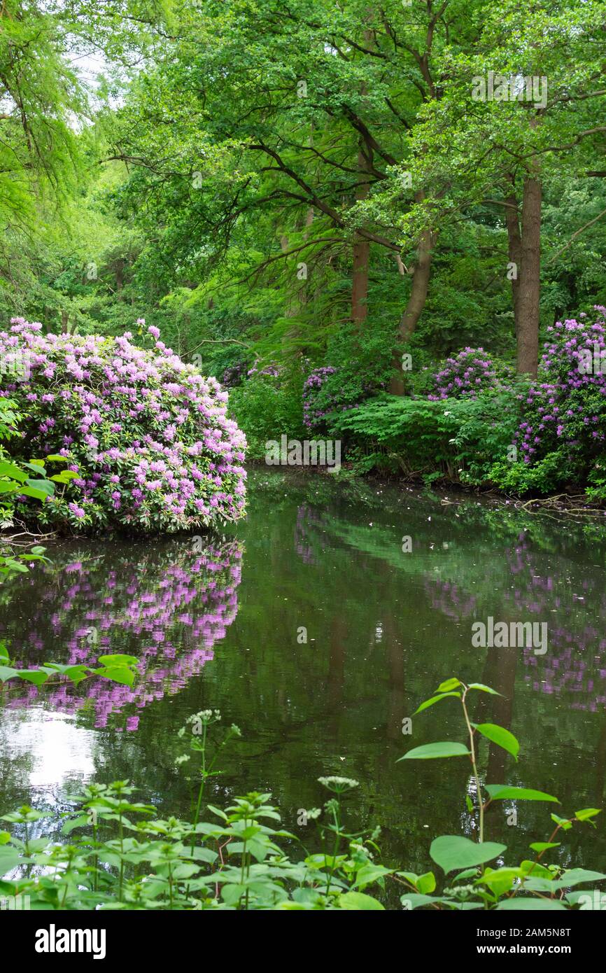 El Tiergarten, a pie a través del hermoso parque verde en el centro de Berlín, hermosos arbustos grandes con flores cerca del río Foto de stock