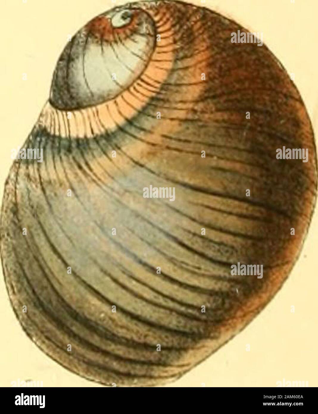Las ilustraciones, o zoológicos, originales figuras y descripciones de nuevas, raras o interesantes animales : seleccionados principalmente de las clases de ornitología, entomología y conchology, y organizada sobre los principios de Cuvier y otros zoólogos modernos . 7.9 NATICA niustelina, cantó Natica - cifras superiores.carácter genérico. - Ver la PI. 75. Carácter específico. N. TESTA, subglobosd, miisteUnd cuncuhre, obsoleto, fascia levatdbasin rugatd cingente; spird depressd, apice ; umbilico niagno acutu, aperto;columelhe bast gracili, levatd. Shell sub-globosos, uniformes, obsoletely fulvous-marrón, arrugado, base Foto de stock