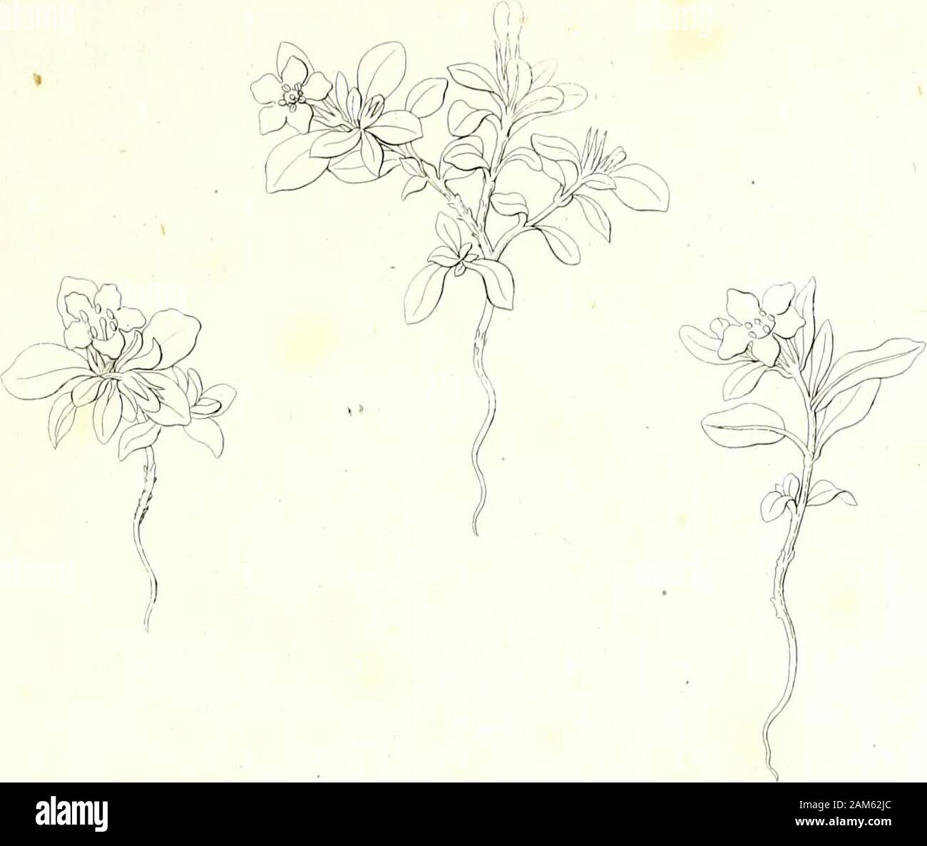 Iconographia generum plantarum . D.i. jet.s z. ^e^r/ia^ff^t ? /JZJ JuitM/fUa-Cete. Eiilop;VEiriieoe^,2^V. iv - Foto de stock