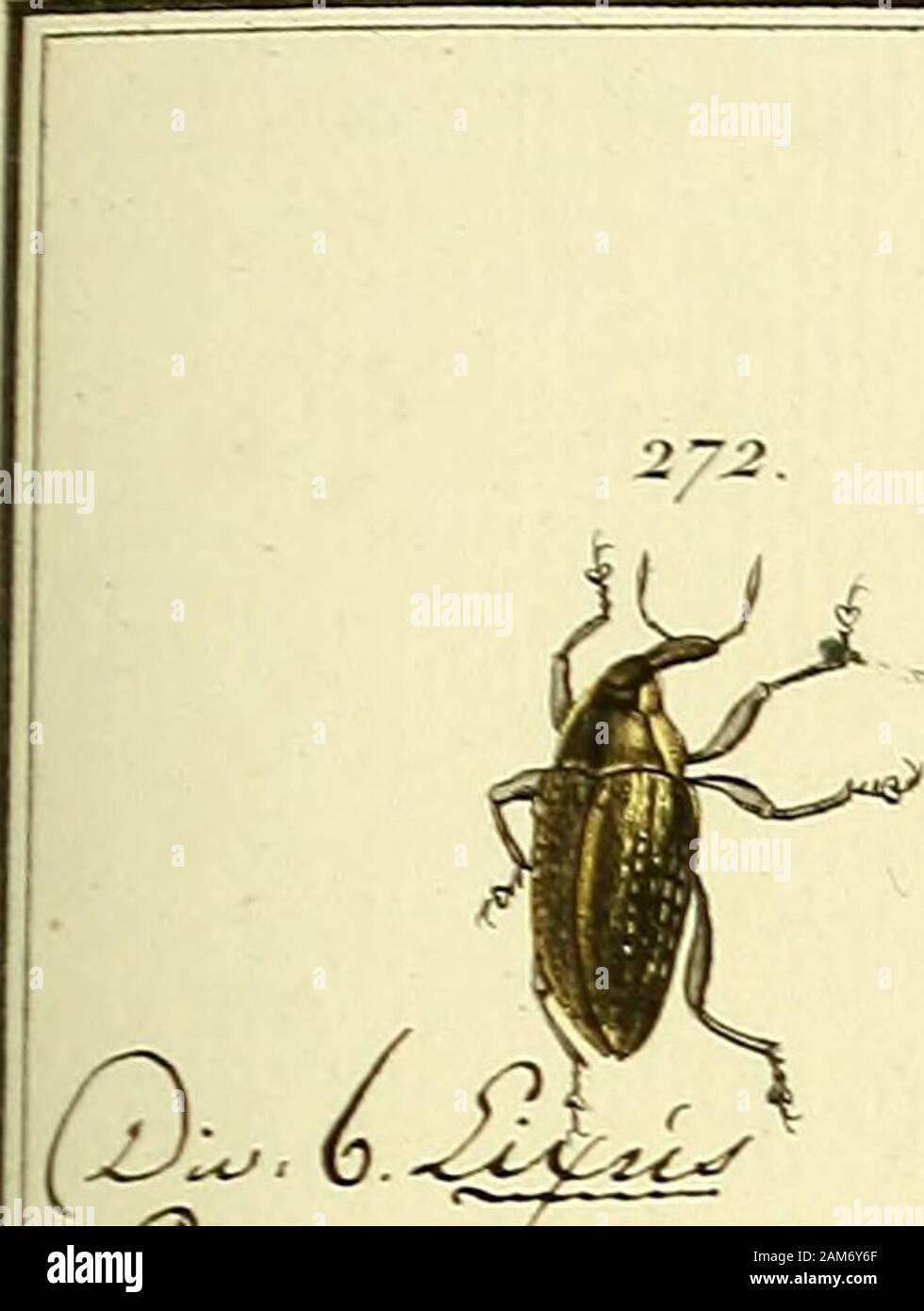 Entomologie, ou Histoire Naturelle des Insectes : avec leurs caractères génériques spécifiques et leur, descripción, leur synonymie, et leur enluminée . Yo Meamer jnntX r JiftZTiceau dc. l<i°. 83. CH-IIAN S, rz^rr^./ro. J^Z. XXI. 2/3. 274. 27ff. Foto de stock