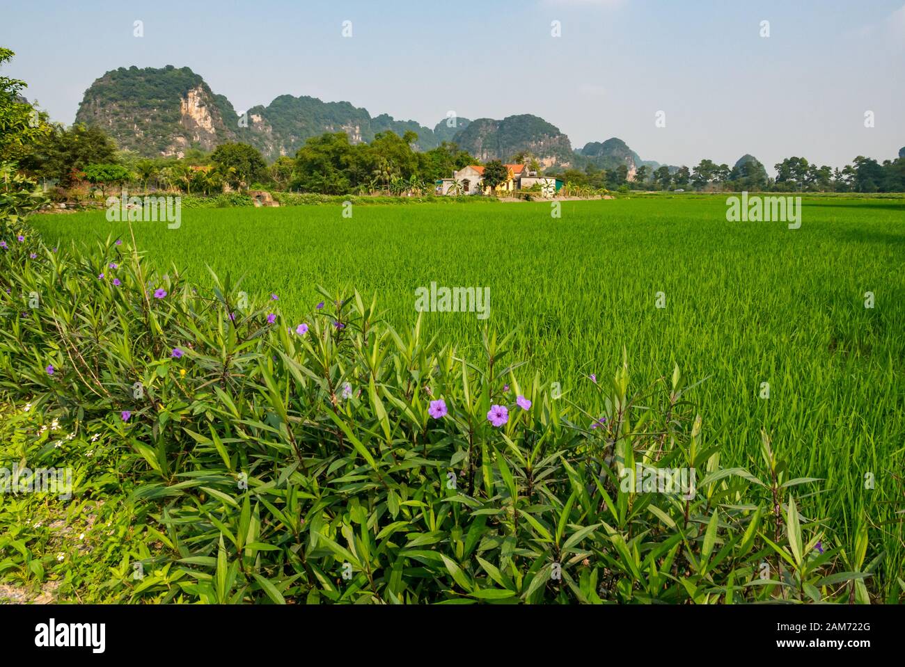 Arrozales y vistas a las montañas de karst de piedra caliza, Tam Coc, Ninh Binh, Vietnam, Asia Foto de stock