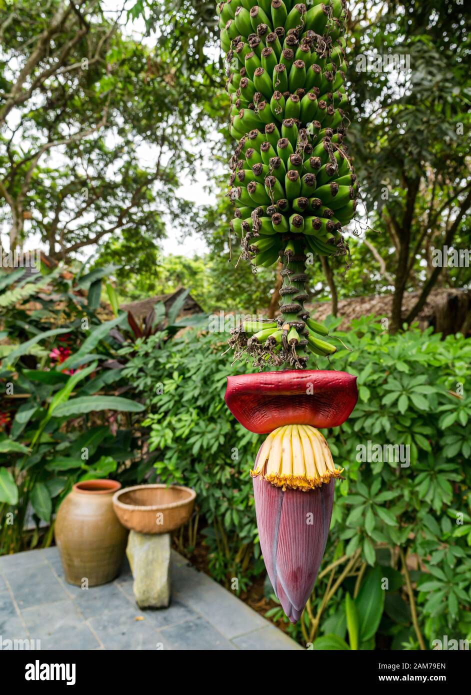 Grandes manojos de plátanos colgando de la flor del plátano, Tam Coc Garden Resort, Ninh Binh, Vietnam, Asia Foto de stock