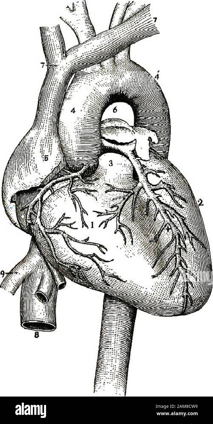 Anatomía primaria, fisiología e higiene para grados de gramática superior . e aurícula izquierda (oído izquierdo). Hay una cámara muchlarger en la parte superior derecha del corazón que se llama la derecha. Estas aurículas son cámaras de relleno para el corazón, que sostienen la sangre mientras que las cámaras de bombeo de la Fig.29.-el corazón y la madera grande Jesús están forzando los vasos sanguíneos, en frente. 1,ventrículo derecho; en las arterias. Estos 2, ventrículo izquierdo; 3, pulmonar ? i i j. t;ry,cutshort;4,4%,aorta o cámaras de bombeo son dos arterias principales; 5,6, partes de la derecha en número. Ellos forman y dejan el auro Foto de stock