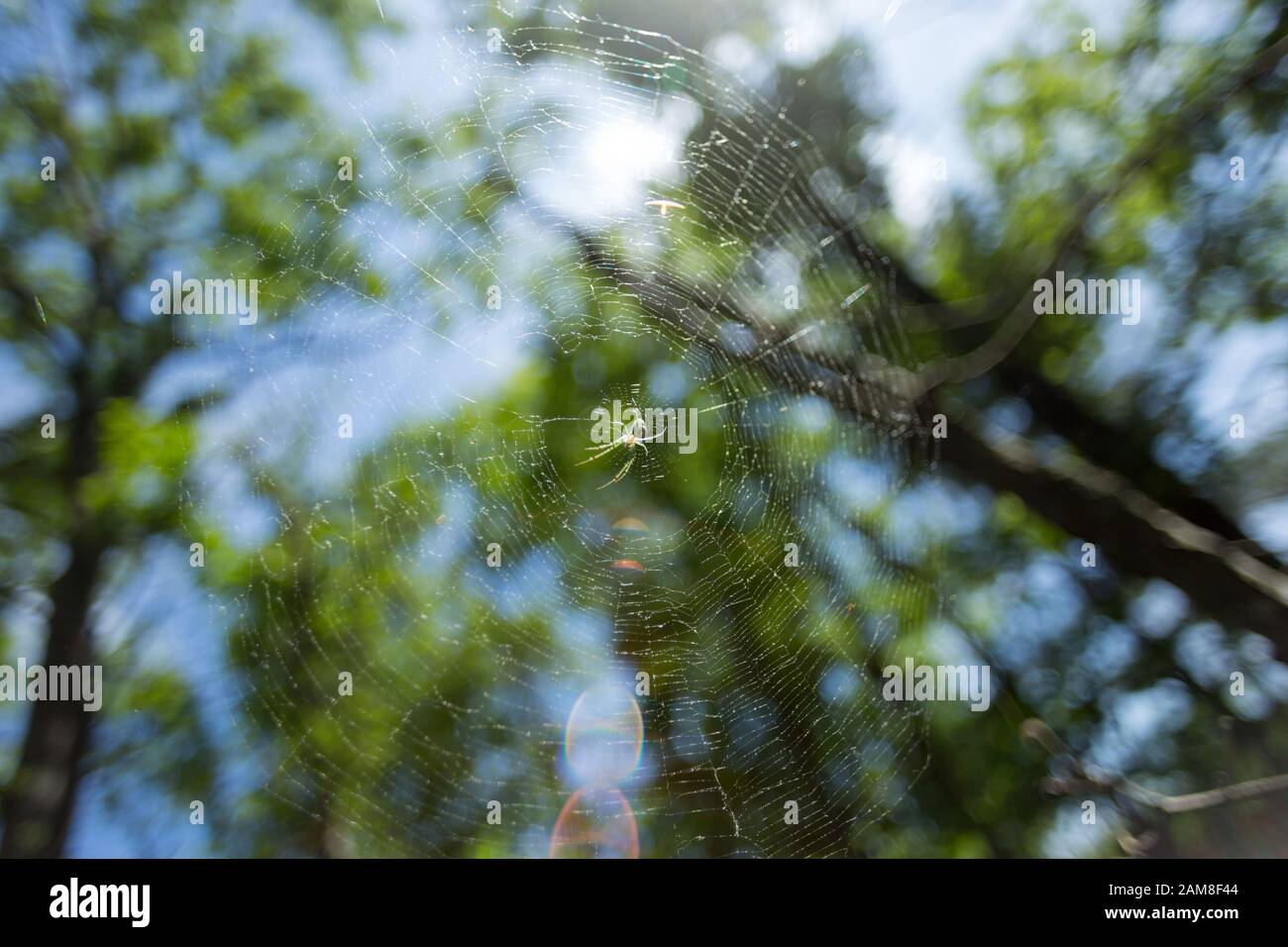 Las arañas web en el dosel del bosque Foto de stock