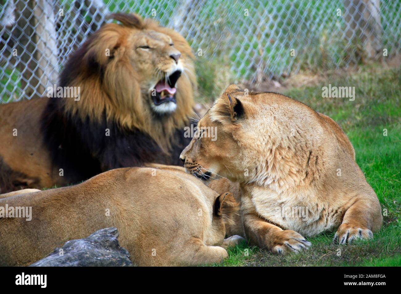 un orgullo de leones en un zoológico Foto de stock