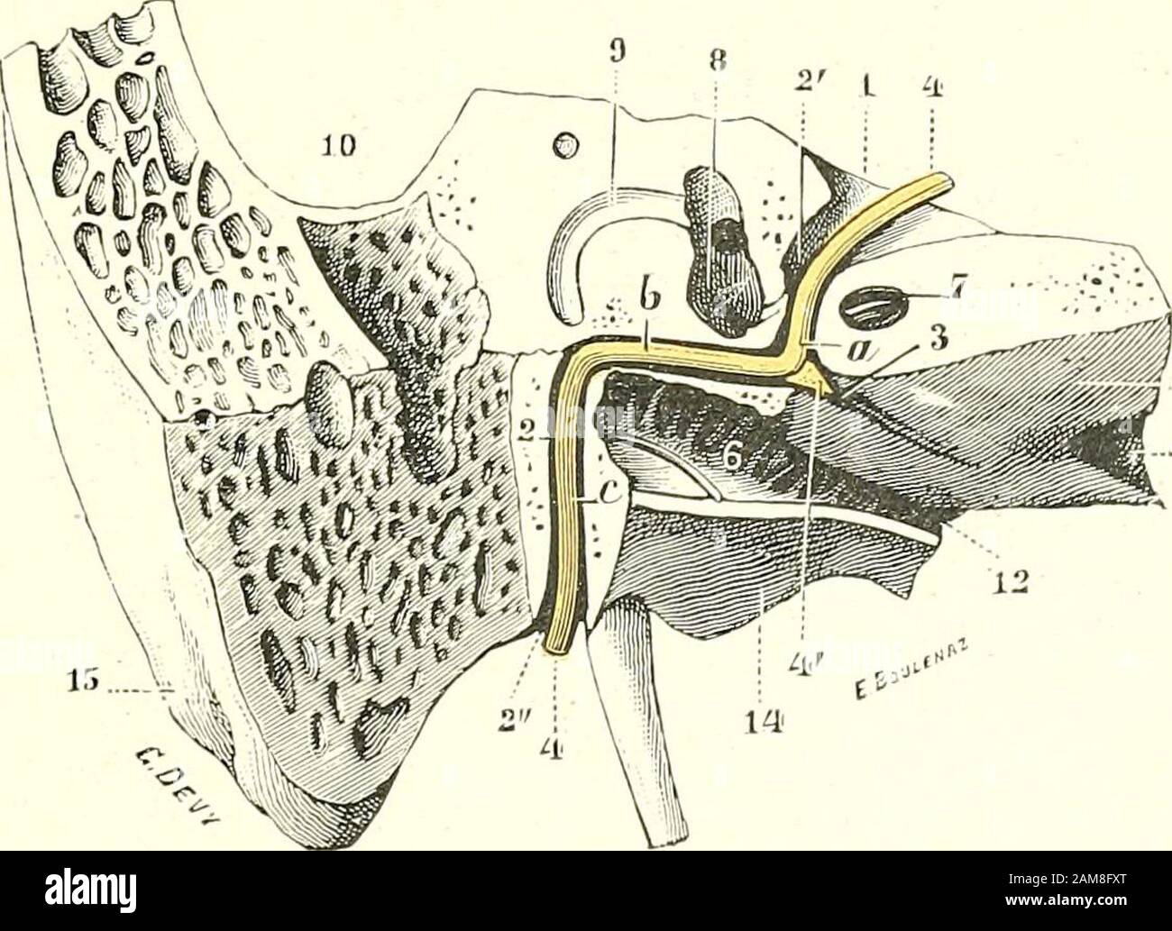 Traité d'anatomie humaine . rement dit se porte obliquiement en haut