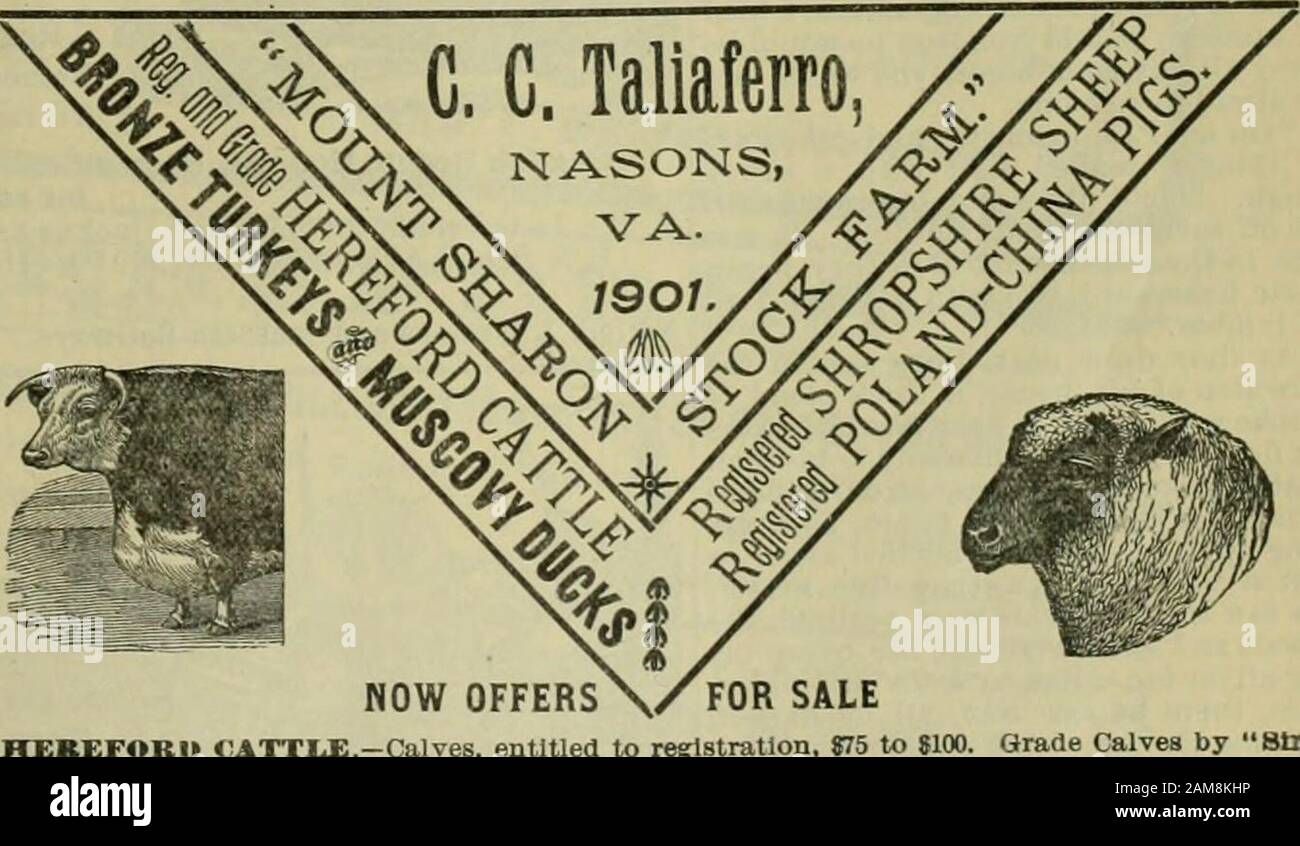 La Sembradora Del Sur Ofertas Con Derecho A Inscripcion 875 A 8100 Becerros De Grado Por 8tr Shropshire Ovejas Bucks Un Ano Y Mas De 815 A 0 Ewes De Un
