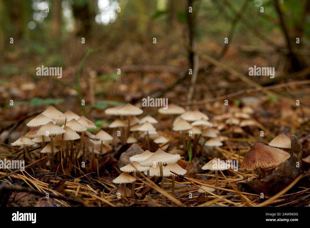 Los pequeños, los hongos no comestibles en la hojarasca de bosque en otoño Foto de stock