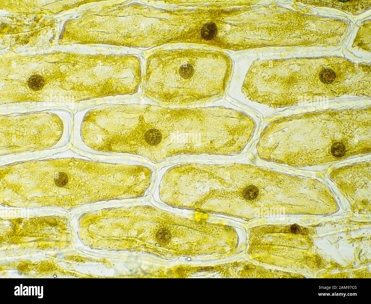 Células de la piel de cebolla bajo el microscopio, el campo de visión horizontal es de aproximadamente 0.61 mm Foto de stock