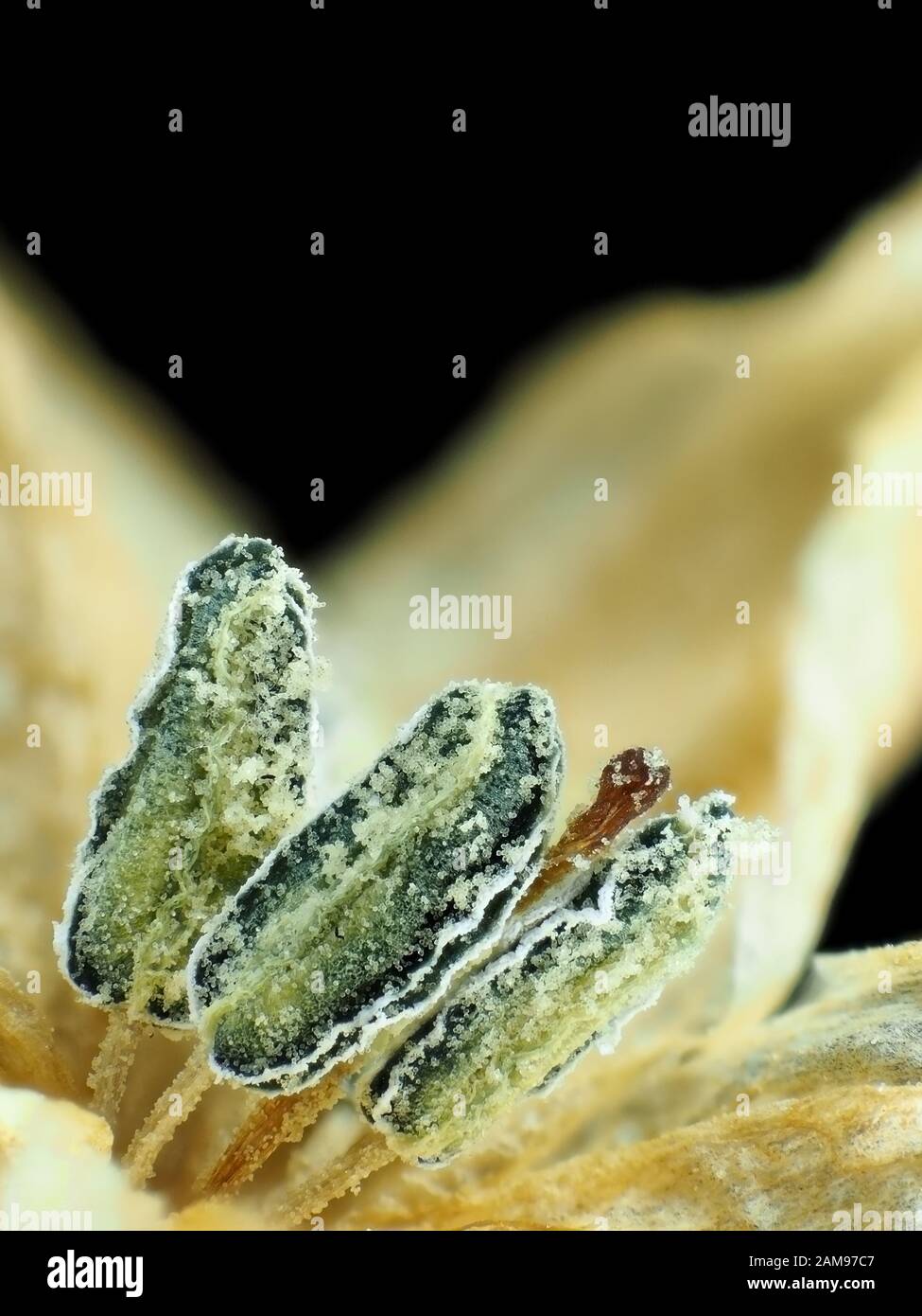 Fotografía macro extrema (micrografía) de hot chili pepper flor (Capsicum annuum), mostrando el pistilo y estambres con el polen Foto de stock