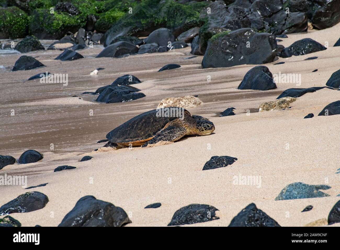 Tortuga hawaii fotografías e imágenes de alta resolución - Alamy