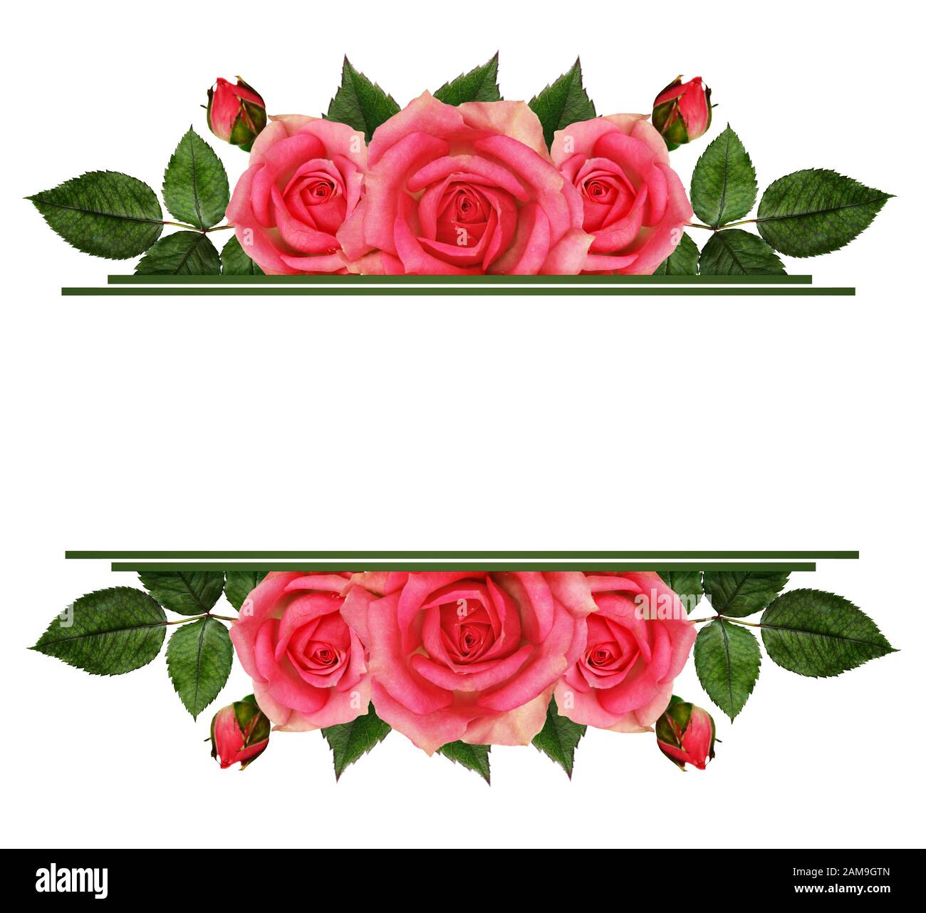 Bordes de flores de color rosa sobre fondo blanco Fotografía de stock -  Alamy