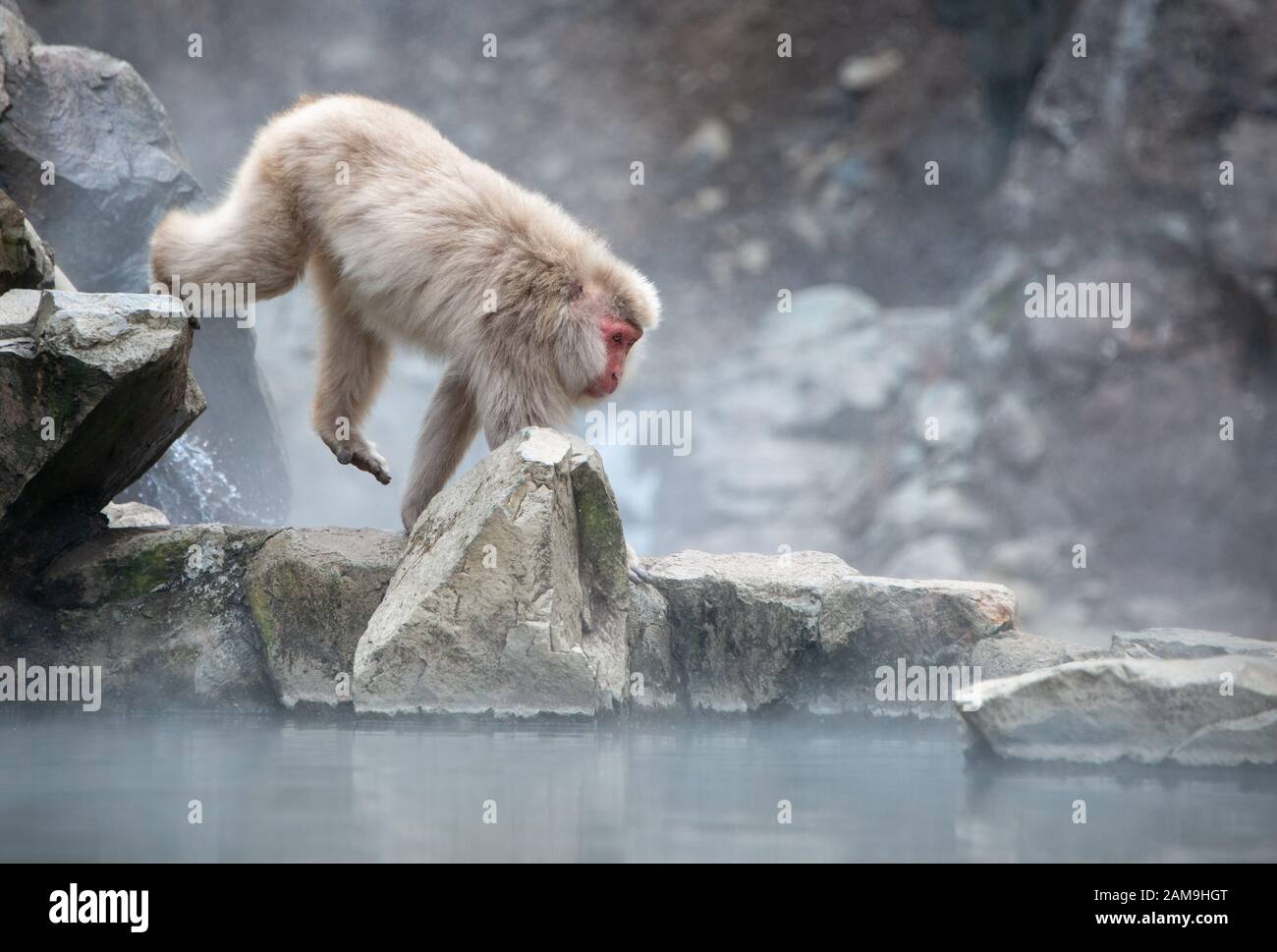 Mono Macaco japonés caminando a lo largo de la primavera caliente en el  parque de monos de nieve Jigokudani (el Valle del Infierno) en Nagano Japón  Fotografía de stock - Alamy