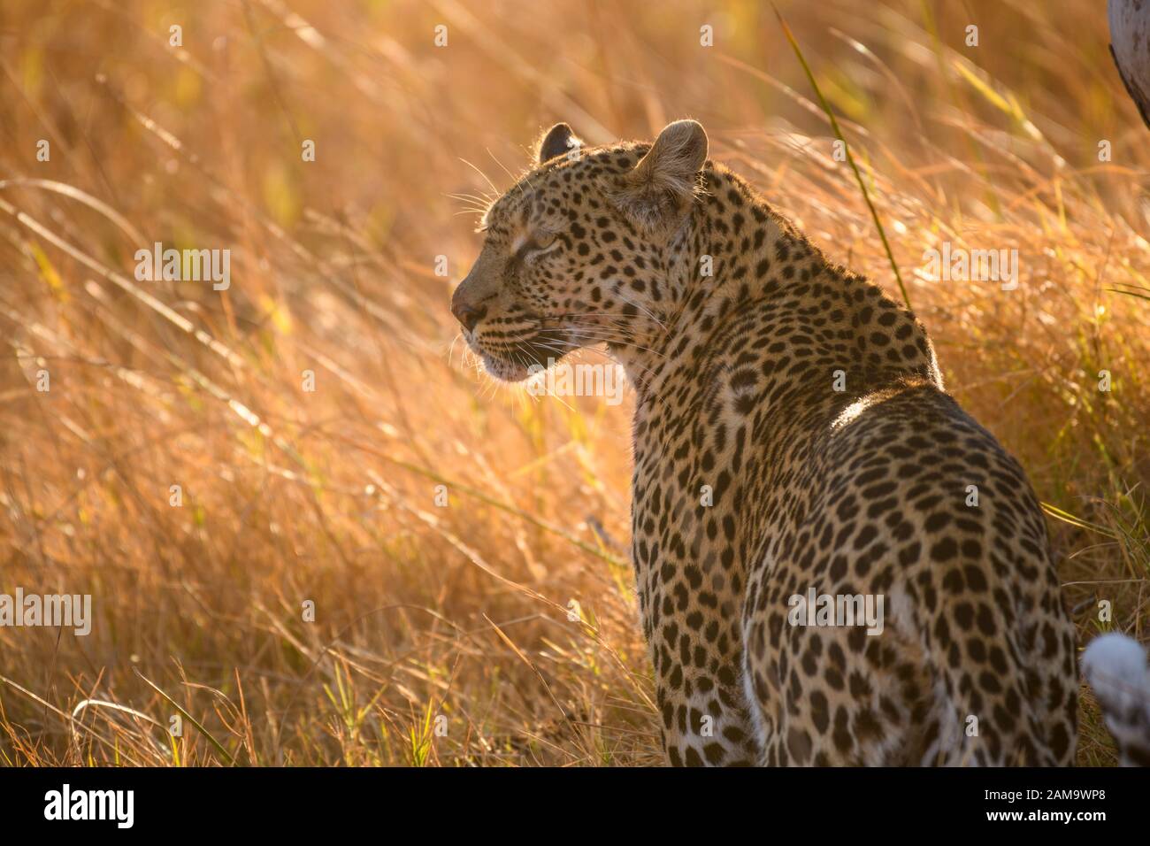 Leopardo, Panthera pardus, caminando a través de hierba larga, Reserva privada Khwai, Delta Okavango, Botswana Foto de stock