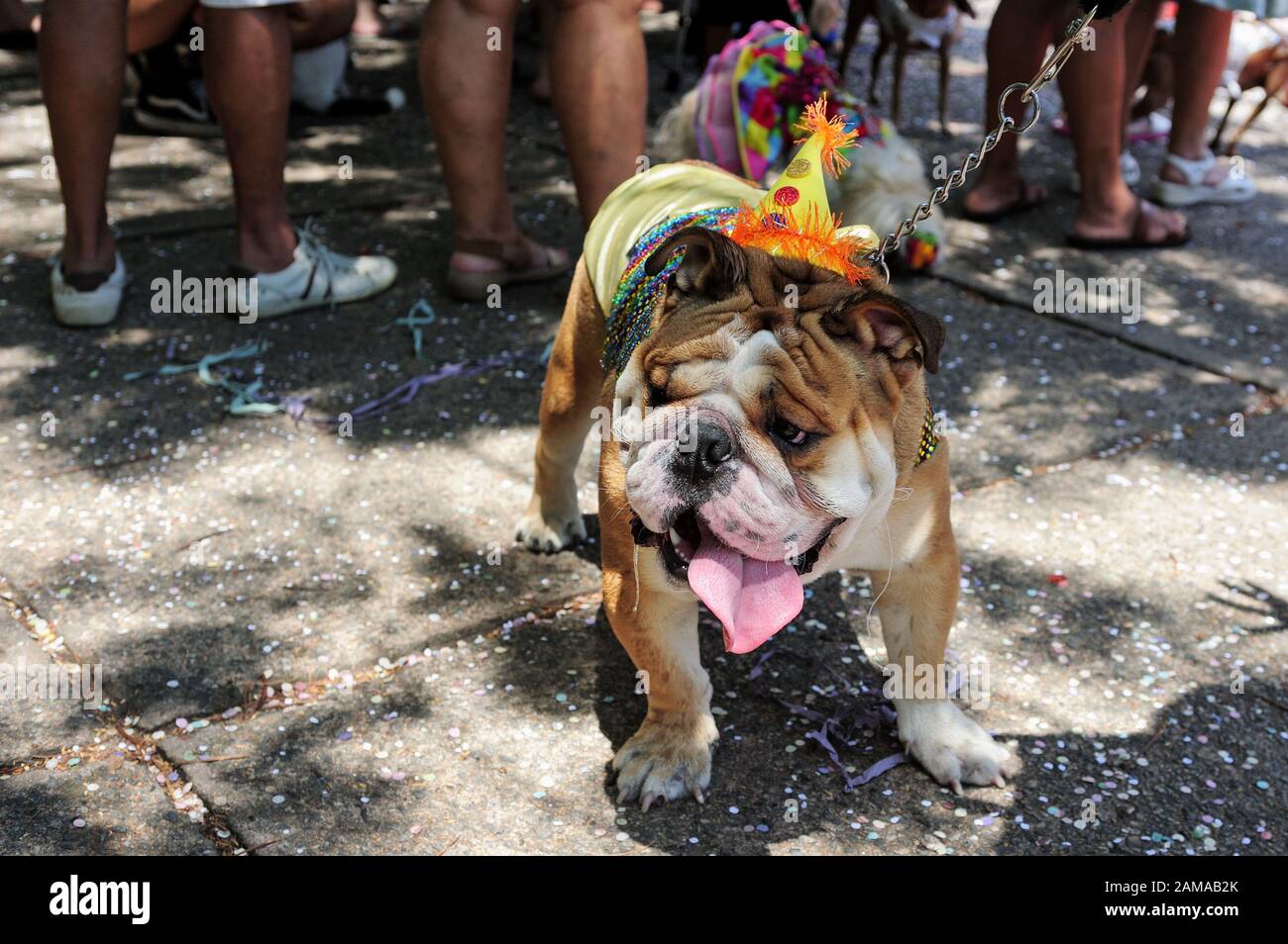 América del Sur, Brasil – 23 de febrero de 2019: Se ven perros disfrazados  durante la fiesta