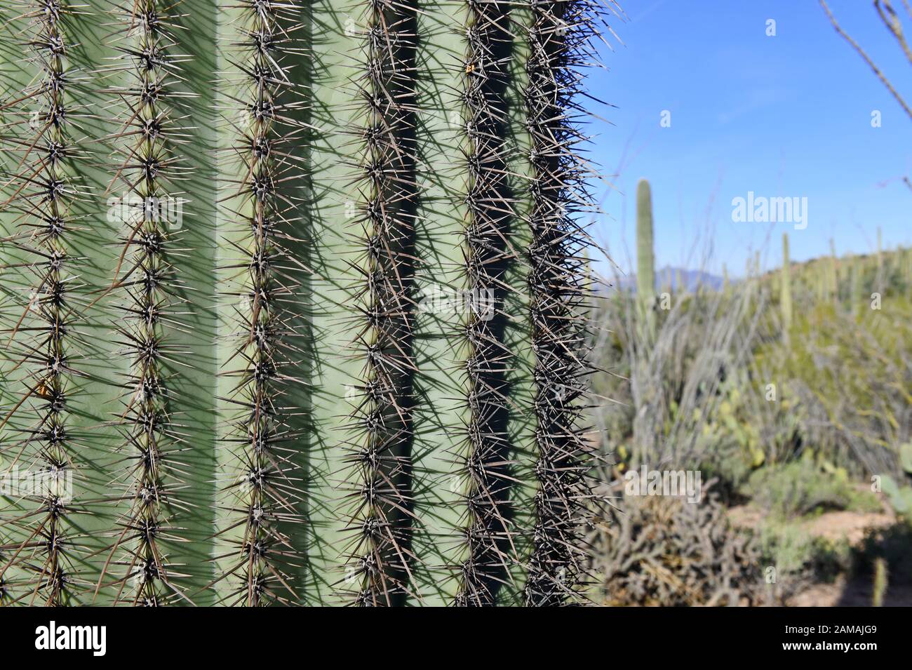 Saguaro Cactus aquí creciendo en el Desierto de Sonora Arizona, EEUU  también crece en México Fotografía de stock - Alamy