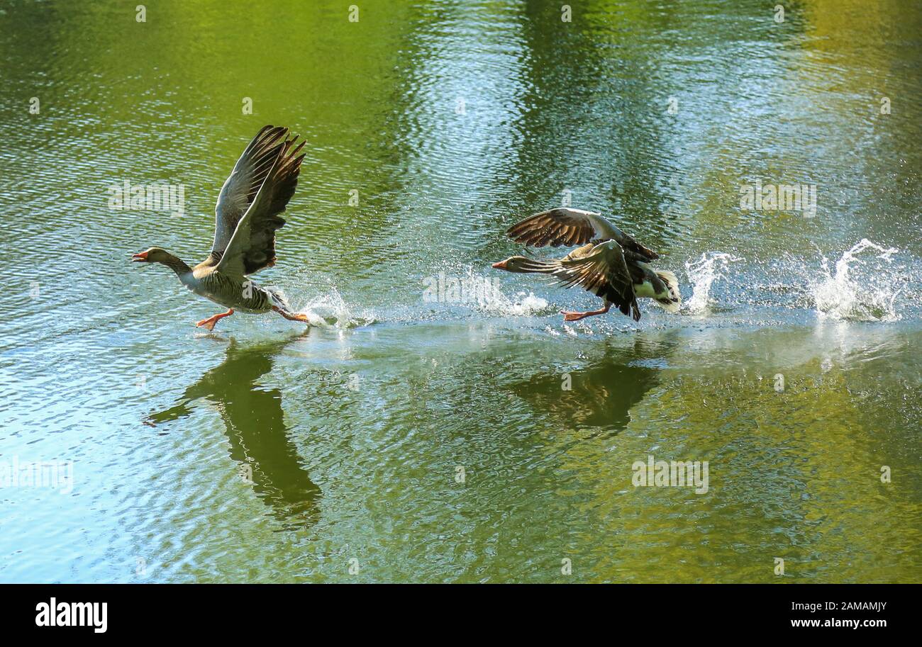 Los dos gansos de grislag siempre estaban luchando sobre el lago. Un ganso manejó el otro - alternativamente. Foto de stock