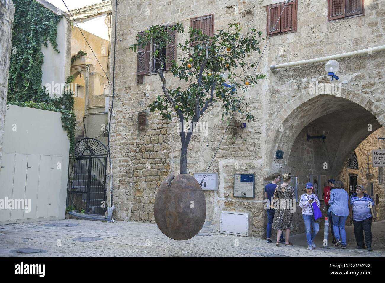 Old jaffa hanging tree fotografías e imágenes de alta resolución Alamy