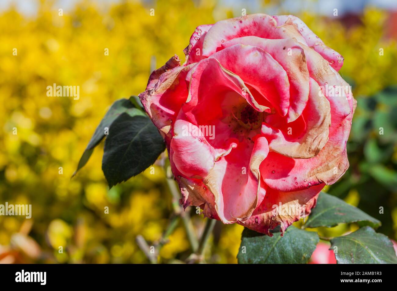 Flor de rosa quemada por escarcha y cambios repentinos de temperatura  Fotografía de stock - Alamy