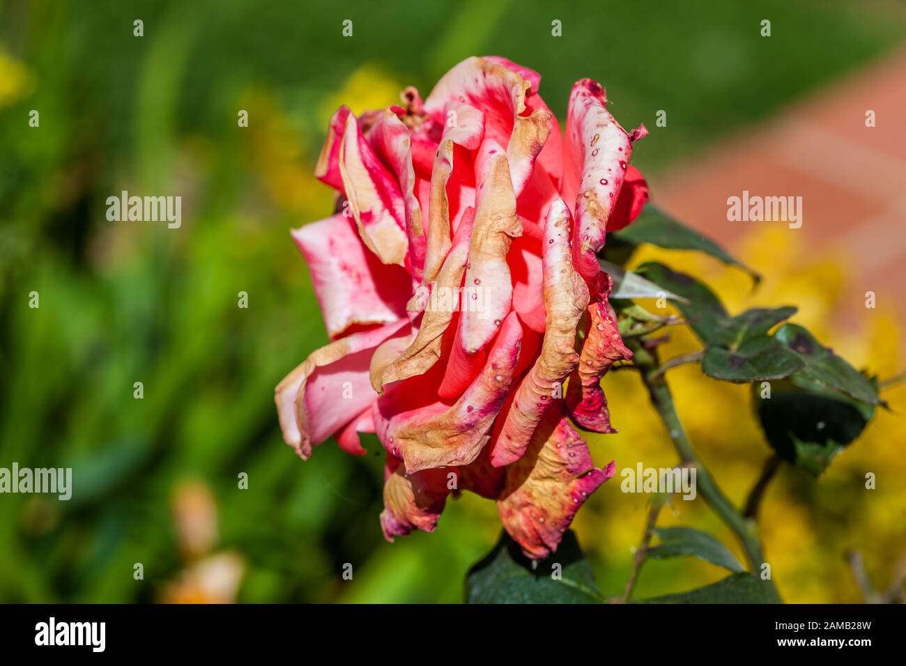 Flor de rosa quemada por escarcha y cambios repentinos de temperatura  Fotografía de stock - Alamy