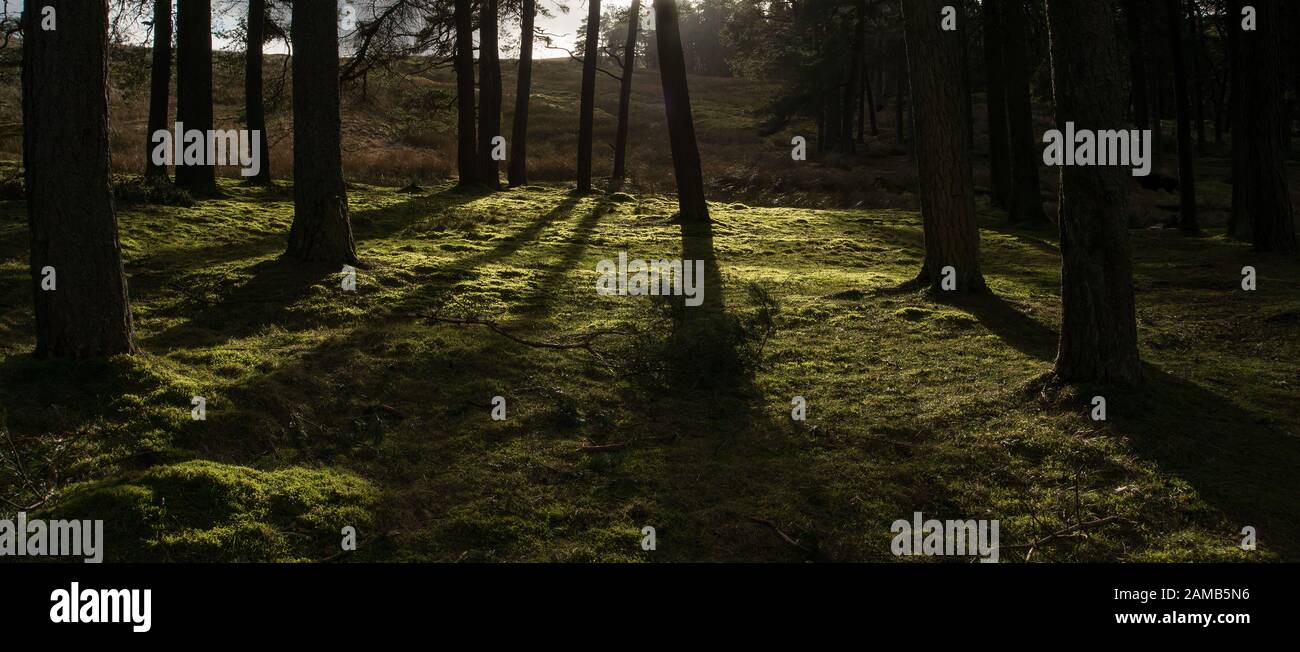 Bajo sol brilla a través de un stand de árboles que destacan la hierba y el sotobosque creando una hermosa variedad de luz y sombra Foto de stock