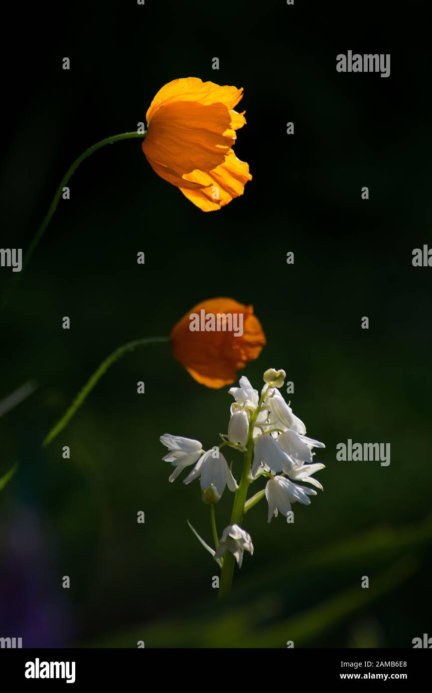 Primer plano de dos amapolas anaranjadas brillantes con flores blancas sobre un fondo oscuro con el sol resaltando las floraciones Foto de stock