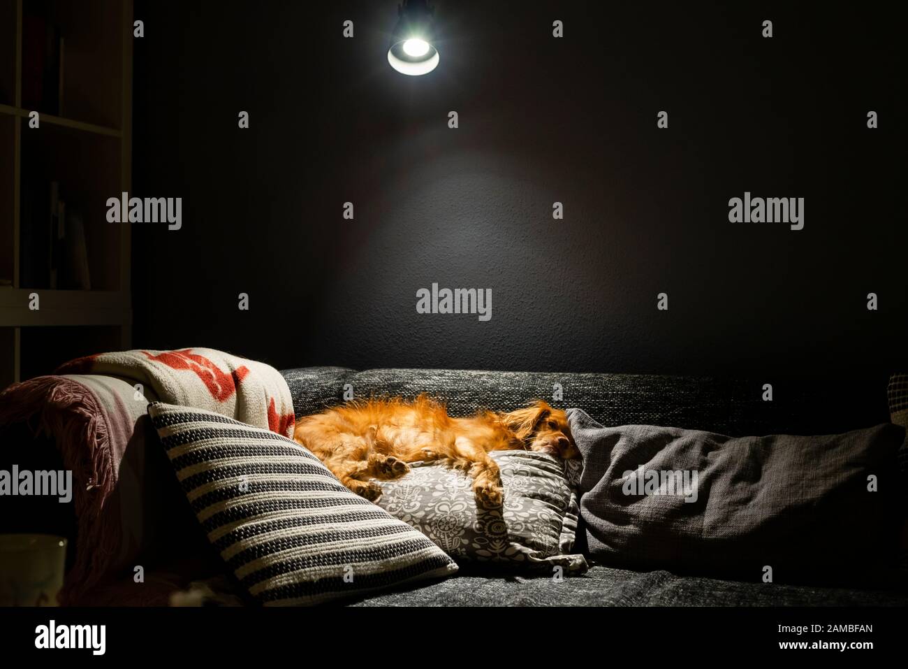 El perro de raza mixta se encuentra relajado sobre almohadas grises y blancas en un sofá negro en el cono de luz de una lámpara Foto de stock