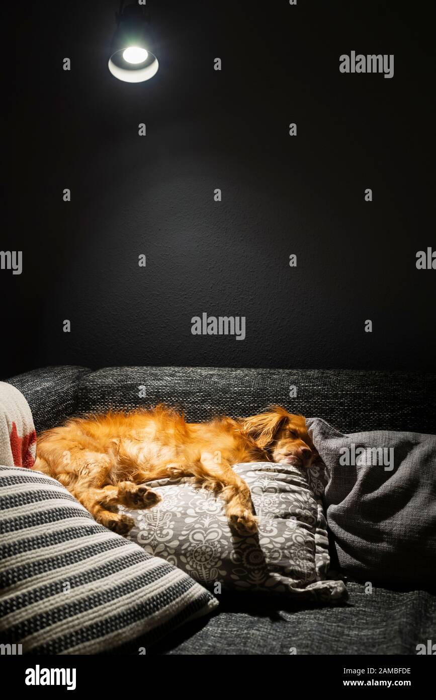 El perro de raza mixta se encuentra relajado sobre almohadas grises y blancas en un sofá negro en el cono de luz de una lámpara Foto de stock