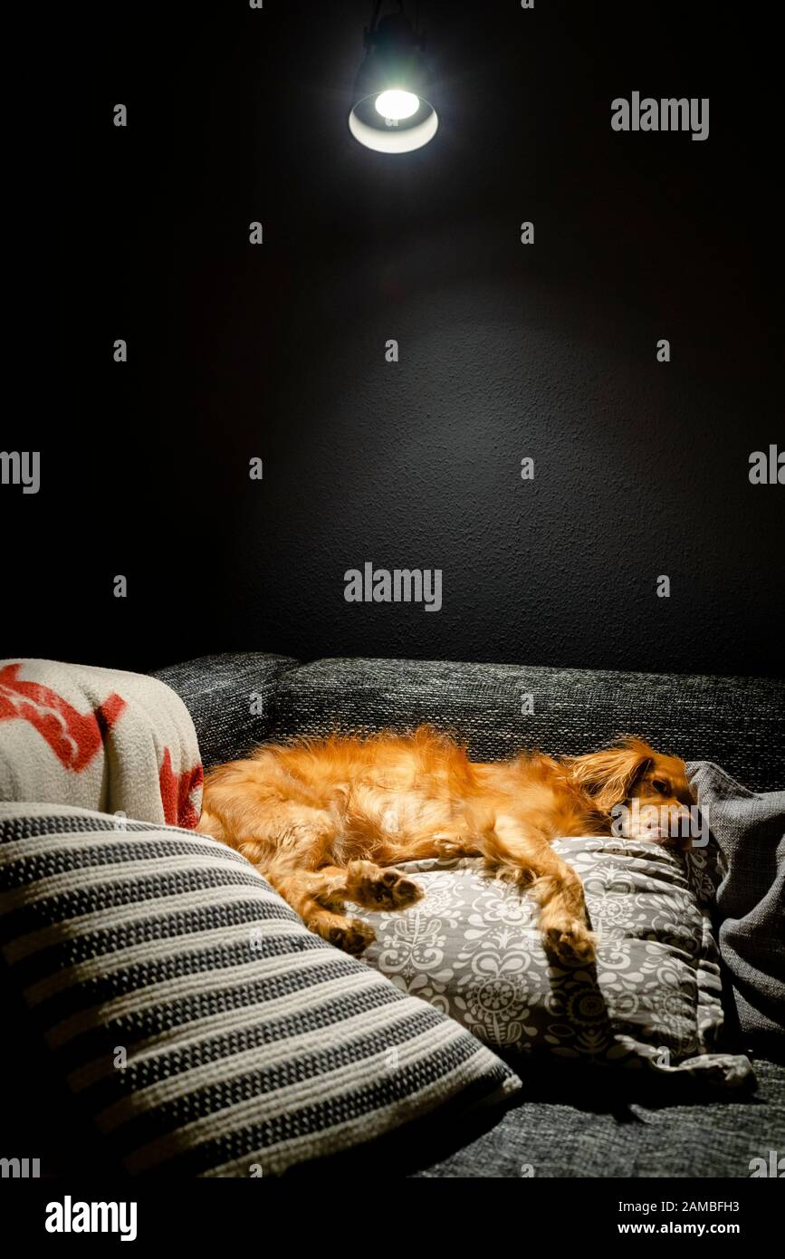 El perro de raza mixta se encuentra relajado sobre almohadas grises y blancas en un sofá negro en el cono de luz de una lámpara Foto de stock