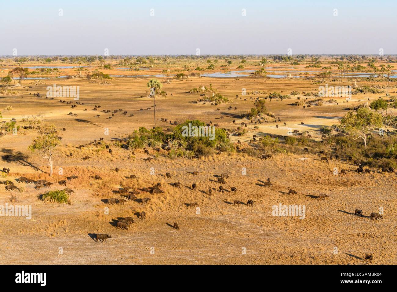 Vista aérea de una manada de búfalo africano o de cabo Buffalo, Syncerus caffer, Macatoo, Okavango Delta, Botswana Foto de stock