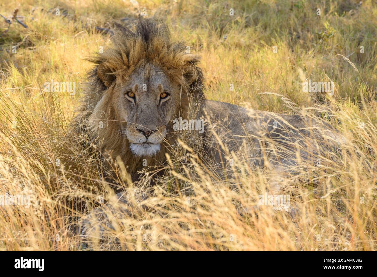 León macho, Panthera leo, en hierba larga, Macatoo, Okavango Delta, Botswana Foto de stock