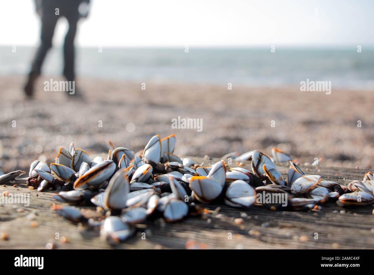 Primer plano de los barnacles de cuello de cisne en madera a la deriva en playa de guijarros con figura caminando en el fondo Foto de stock