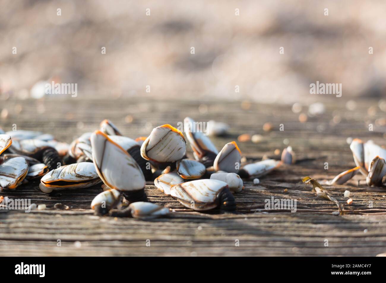 Primer plano de los barnacles de cuello de cisne en madera a la deriva en la playa de guijarros Foto de stock