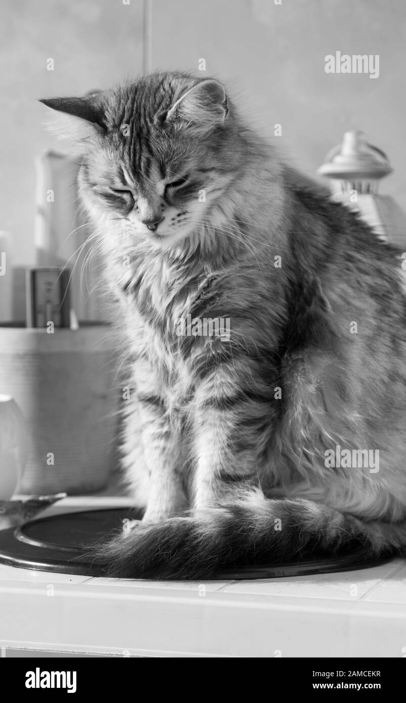 Maravilloso gato de plata de raza siberiana, género femenino Foto de stock