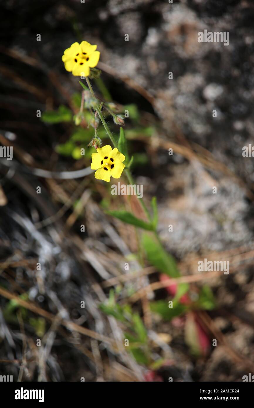 Geflecktes Sandröschen Tuberaria guttata - Wanderung von Las Tricias nach  Santo Domingo de Garafía, La Palma, KANARISCHE INSELN, Spanien Fotografía  de stock - Alamy