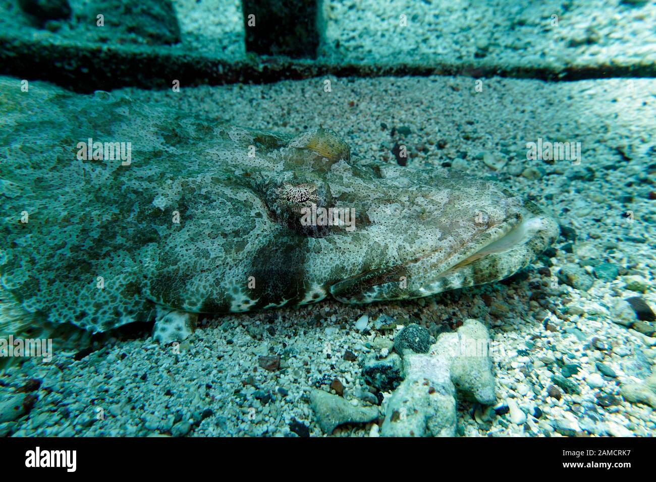 (Papilloculiceps Teppich-Krokodilfisch longiceps), El Quseir, Ägypten Foto de stock