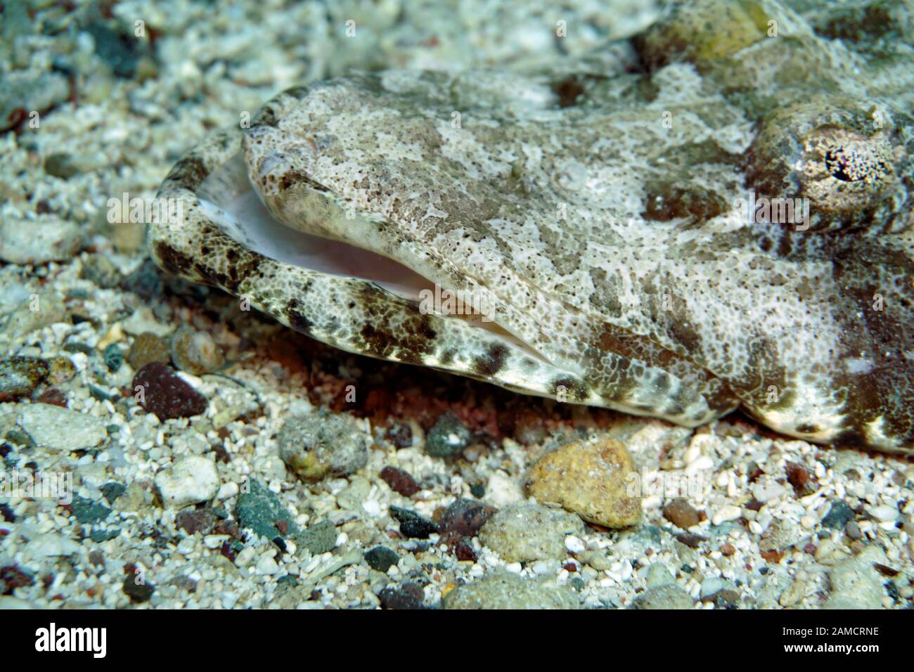 (Papilloculiceps Teppich-Krokodilfisch longiceps), El Quseir, Ägypten Foto de stock