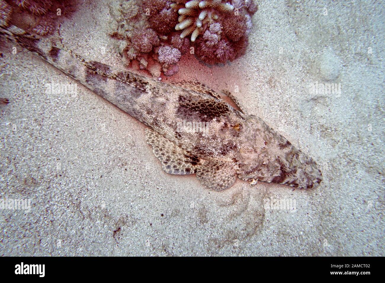 (Papilloculiceps Teppich-Krokodilfisch longiceps), El Quseir, Ägypten Foto de stock