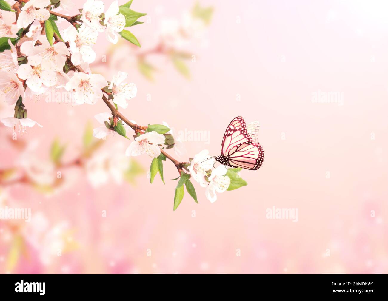 pic Hermosos Fondos De Mariposas Y Flores https www alamy es escena magica con flores de cerezo mariposas y chispas magicas hermoso fondo de primavera natural foto tonificada en color rosa claro espacio de copia para tex image339590859 html