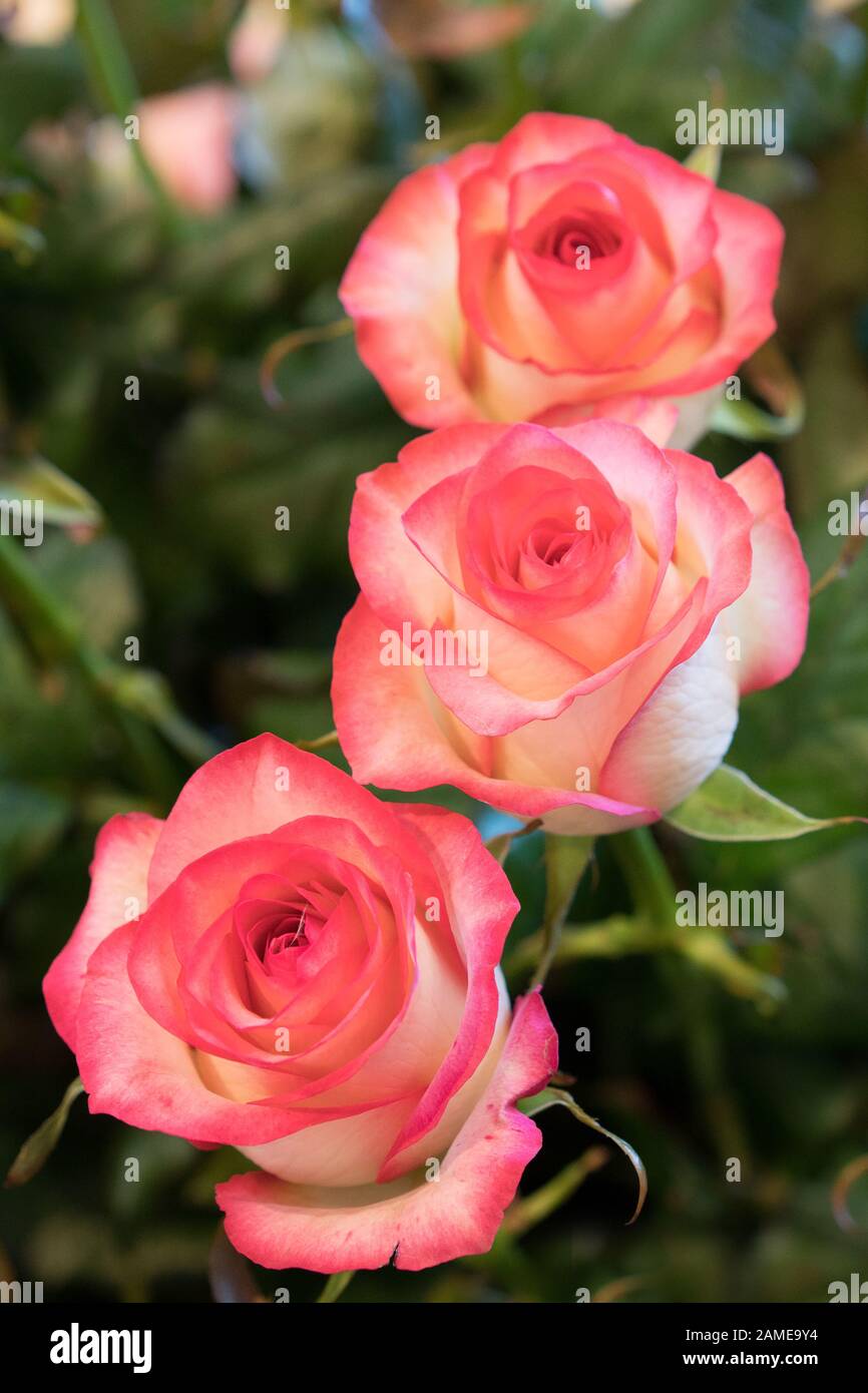 Hermosas flores de rosas rojas floreciendo en el jardín. Flor de rosa roja  florece en un fondo de rosas rojas borrosas en un jardín de rosas  Fotografía de stock - Alamy