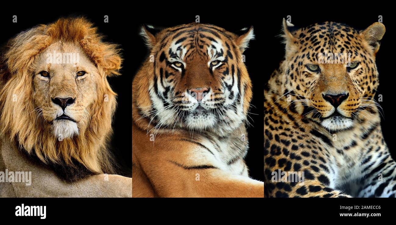 Tres grandes gatos salvajes (leopardo, tigre, león) sobre fondo oscuro Foto de stock