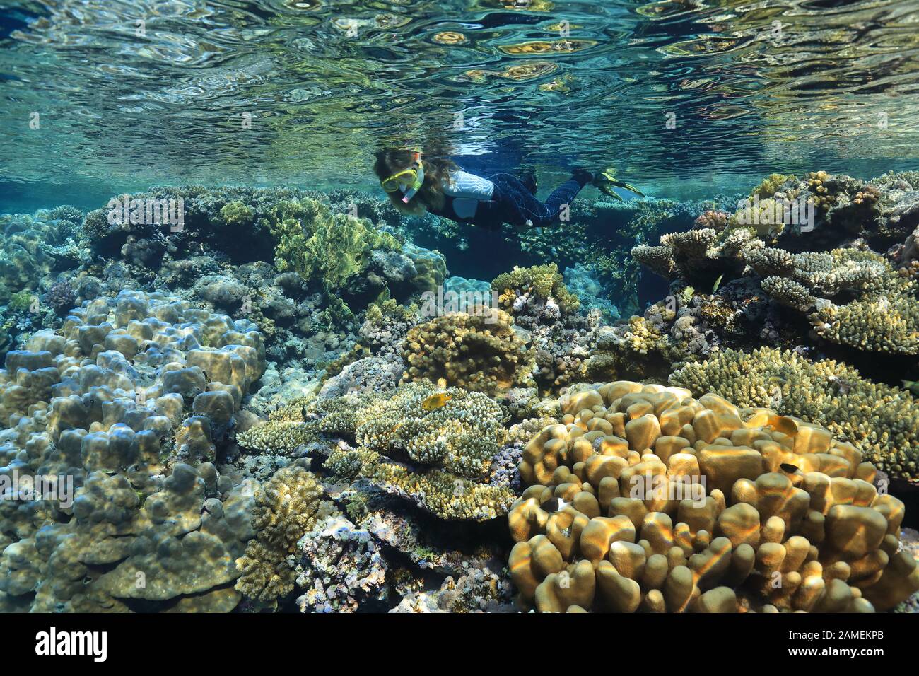 Buceador y hermoso arrecife de coral bajo el agua en el Mar Rojo Foto de stock